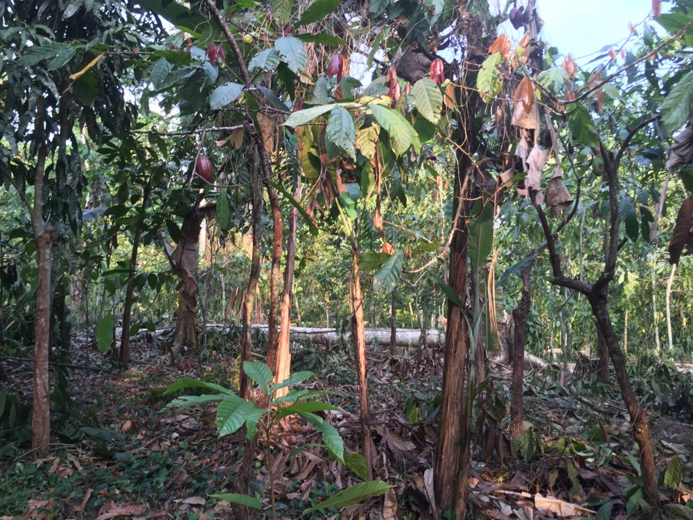 Soggiorno alla scoperta delle piantagioni di cacao nell'isola di Principe Sao tomè in africa 