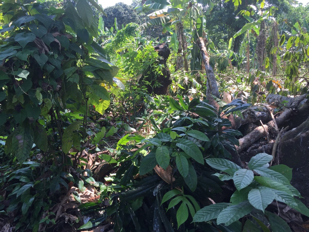 Vacanza nell'isola di Principe Sao tomè scoprendo fondali, piantagioni e foreste incontaminate
