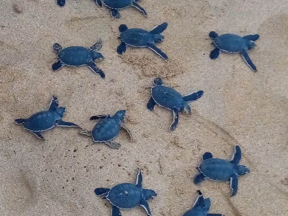 Viaggio nell'Isola di Principe e escursioni alla ricerca di esperienze emozionanti con le tartarughe